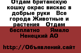 Отдам британскую кошку окрас вискас в добрые руки - Все города Животные и растения » Отдам бесплатно   . Ямало-Ненецкий АО